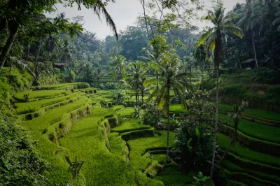 5 Arsyet Për Tu Bërë Një Nomad Dixhital : Tegallalang Tarracë Rajs në Bali.